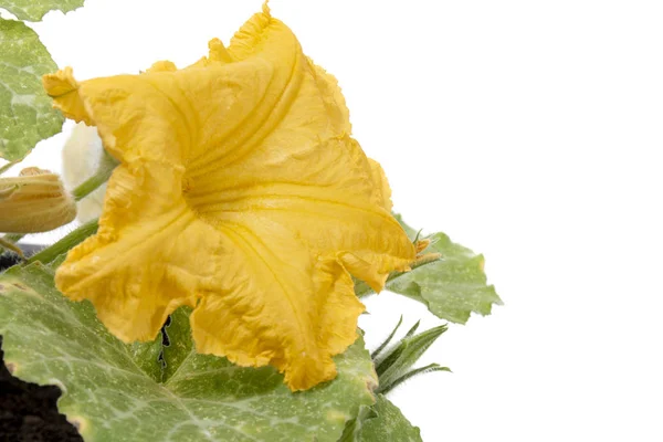 Flower Pumpkin Plant White Background — Stock Photo, Image