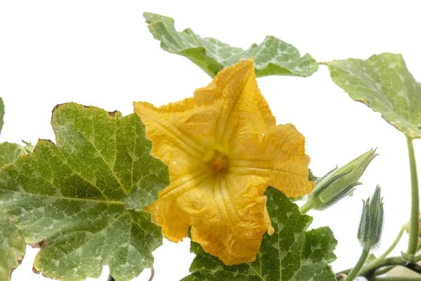 Flower Pumpkin Plant White Background — Stock Photo, Image