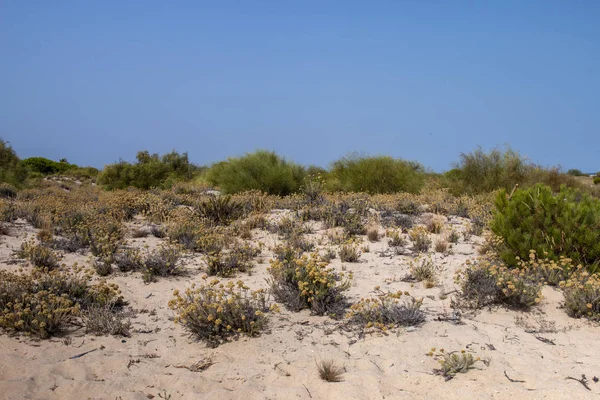 Typowy Wydm Roślinnością Regionu Algarve Portugalia — Zdjęcie stockowe