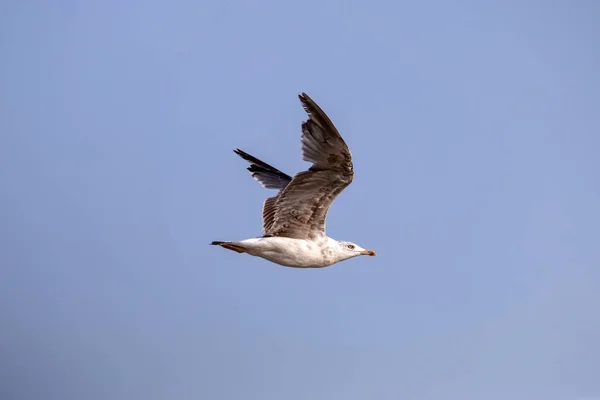 Seagull Gewone Vlucht Een Blauwe Hemelachtergrond — Stockfoto
