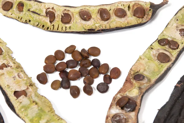 Carob 과일의 나뭇잎 — 스톡 사진