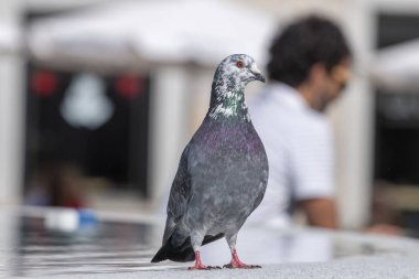 bir çeşme üzerinde meraklı güvercin