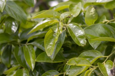 Trabzon huromi ağacı yaprakları