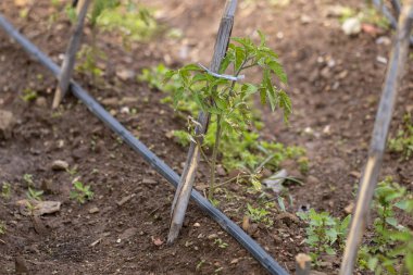 Bahçede domates ekimi