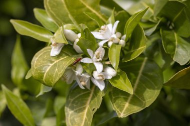 portakal ağacı çiçek açan çiçek