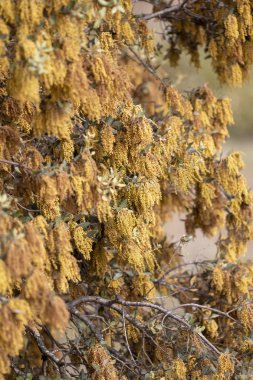 Quercus ilex. Holm meşe ağacı