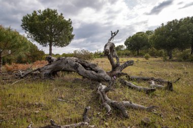 sahada çürük ahşap