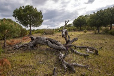 sahada çürük ahşap