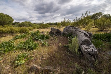 sahada çürük ahşap