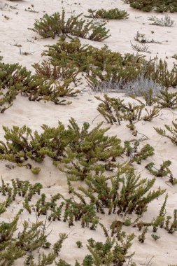 kum tepeleri kıyı şeridi