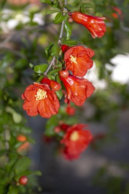 Nar ağacı bahçesi