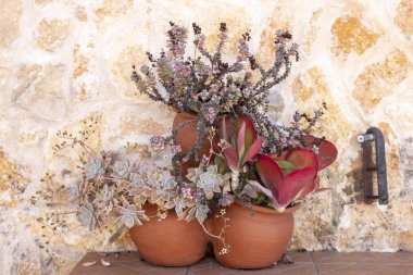 Çeşitli etli bitkiler