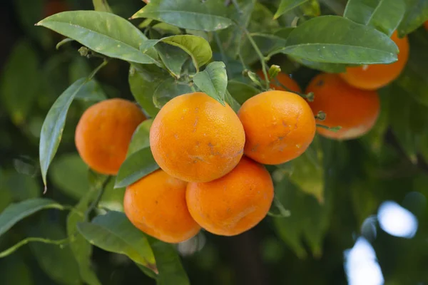 Narancsfa gyümölcsök — Stock Fotó