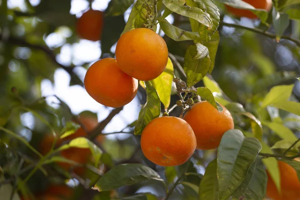 Naranjo frutas — Foto de Stock