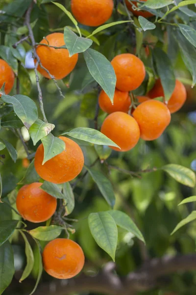 오렌지 나무 과일 — 스톡 사진