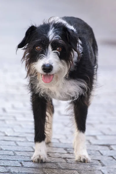 Cão de rua doméstico — Fotografia de Stock