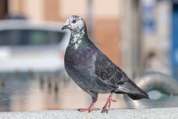 Pombo curioso em uma fonte — Fotografia de Stock