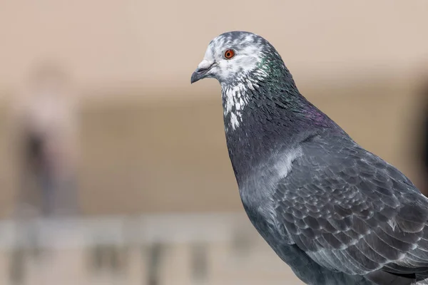 Pombo curioso em uma fonte — Fotografia de Stock