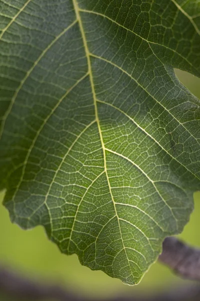 Single fig leaf closeup — Stock Photo, Image