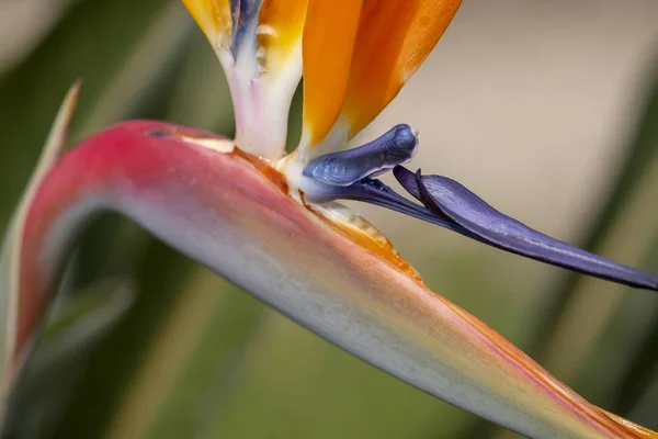 Strelitzia reginae flor — Foto de Stock