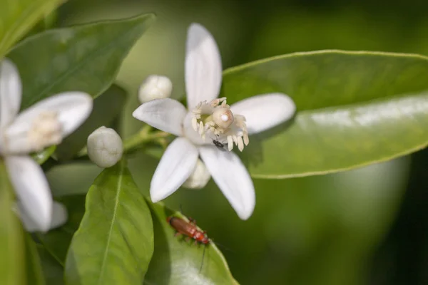 blooming flower from orange tree