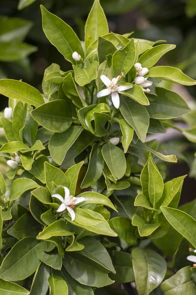 blooming flower from orange tree