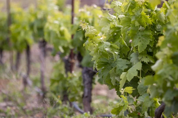 Green grapefruit vineyard — Stock Photo, Image