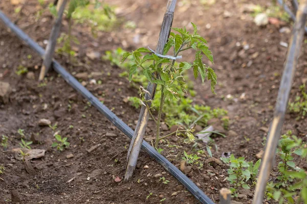 Bahçede domates ekimi