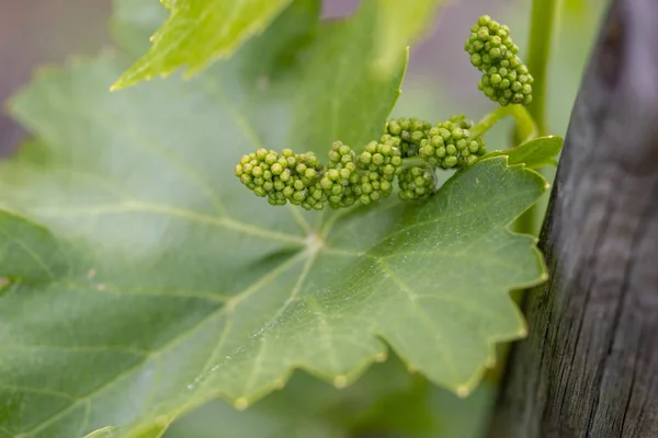 Vinha de toranja verde — Fotografia de Stock
