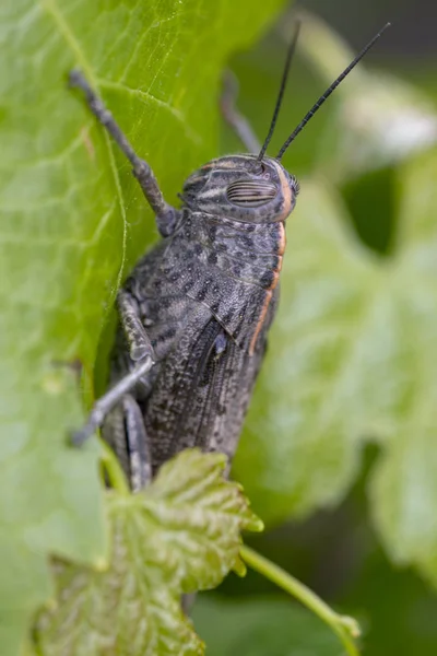 Egyptian locust on vineyard — Stock Photo, Image
