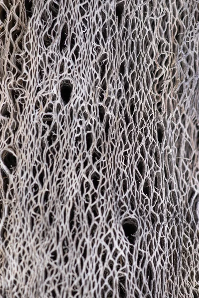 Текстура сухих листьев кактуса — стоковое фото