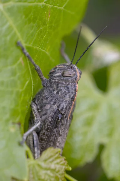 Egyptian locust on vineyard — Stock Photo, Image