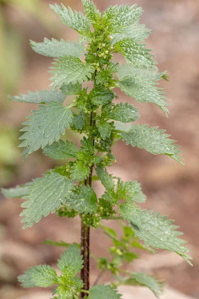 Yeşil bitki urtica — Stok fotoğraf