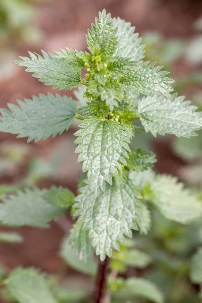Green plant urtica — Stock Photo, Image
