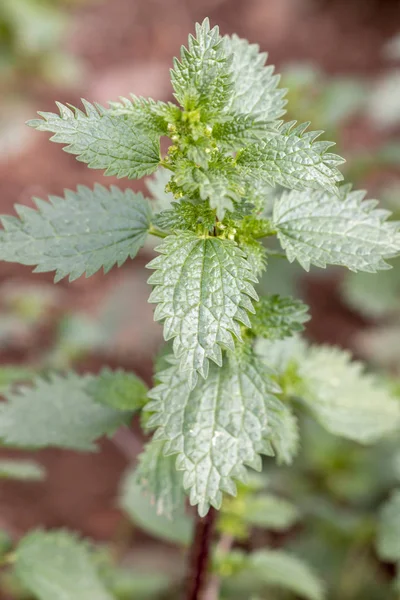 Yeşil bitki urtica — Stok fotoğraf