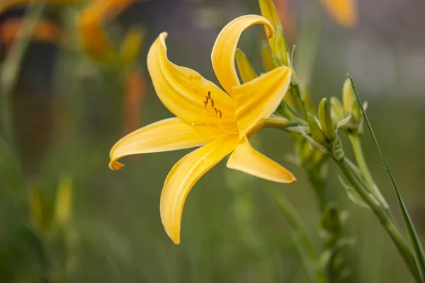 Κίτρινο λουλούδι Lilium — Φωτογραφία Αρχείου