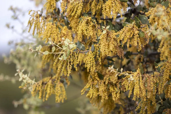 Quercus ilex. Carvalho-da-terra — Fotografia de Stock