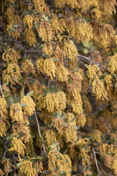 Quercus ilex. Carvalho-da-terra — Fotografia de Stock