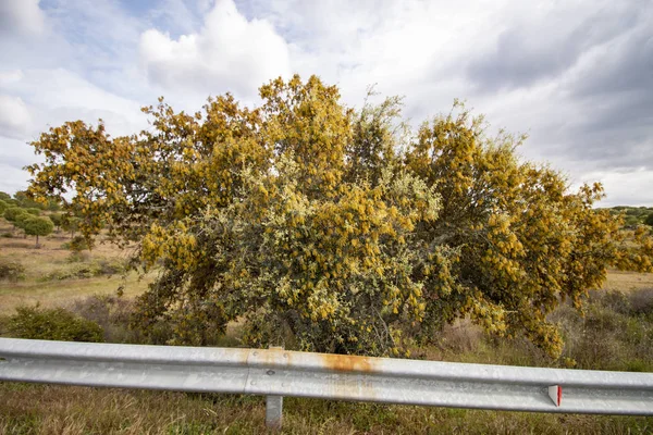 Quercus ilex. Carvalho-da-terra — Fotografia de Stock