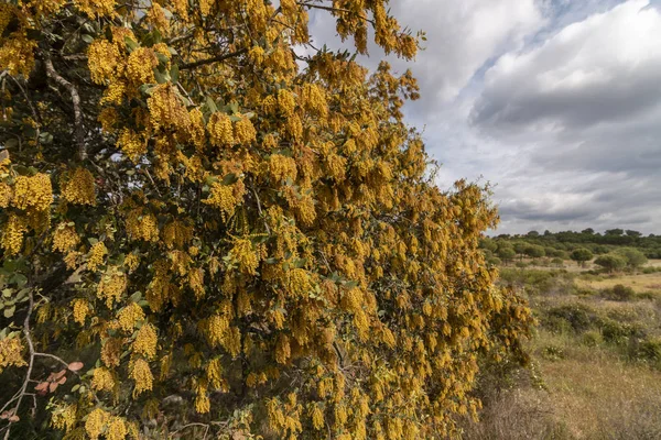 Quercus Ilex. Dąb Holm — Zdjęcie stockowe