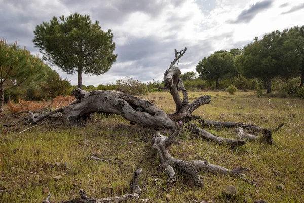 sahada çürük ahşap