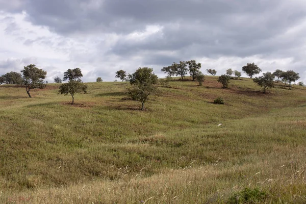 Rural countryside of the Algarve region. — Stock Photo, Image