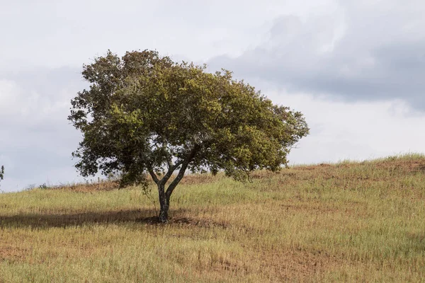 Rural countryside of the Algarve region. — Stock Photo, Image