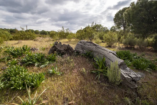 Rotten wood on field — Stock Photo, Image