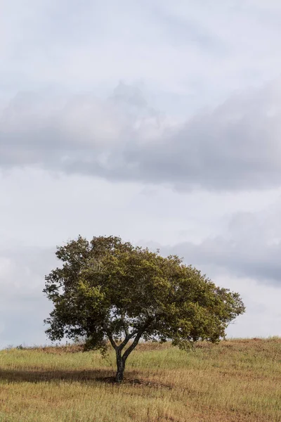 Wiejskich krajobrazów regionu Algarve. — Zdjęcie stockowe