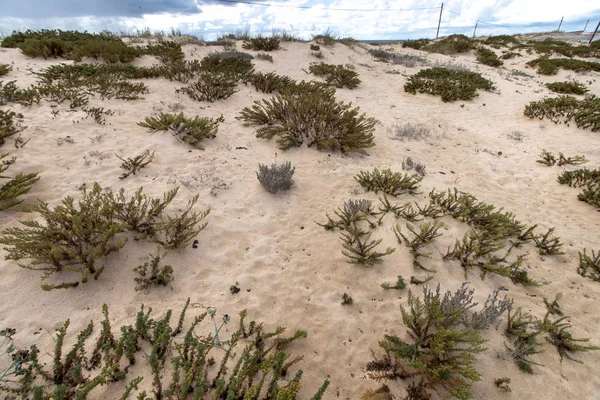 Dune di sabbia litorale — Foto Stock