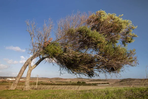 Кривий дерево на Віла-Ду-Бішпу — стокове фото