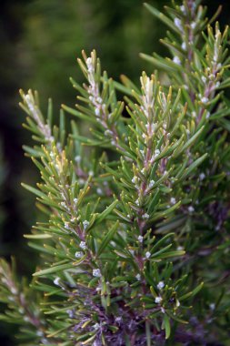 Biberiye bitki yaprağı