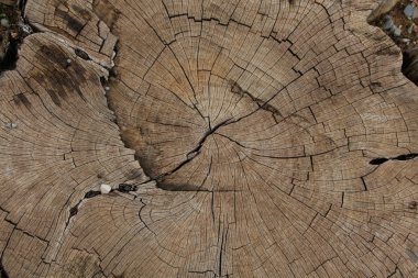 ağaç kütüğünün dokusu