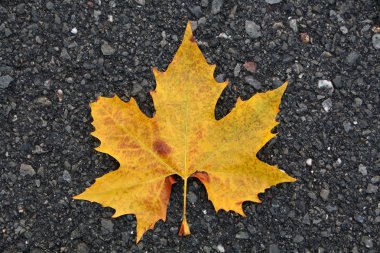 Norveç Akça ağaç